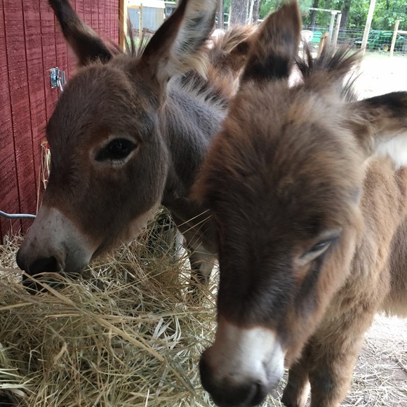 Meet your posher, Misty - Picture 1 of 2